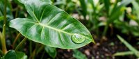 Tropical plant leaf with white variegation and green striping, featuring water droplets on foliage for botanical and nature design projects.