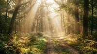 Sunlight streams through tall trees along a forest path surrounded by lush green vegetation and golden light rays creating a serene woodland scene.