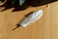 White feather on wooden surface with natural shadows and green leaves in corner, soft lighting creates gentle mood for spiritual or wellness designs.