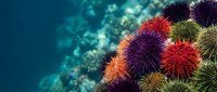 Colorful sea urchins with spiny shells in vibrant purple, red, orange and green hues clustered on ocean floor with blurred aquatic background for marine biology content.