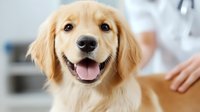 Happy golden retriever puppy at veterinary clinic with doctor in background for pet healthcare and wellness checkups.