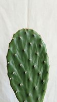 Green prickly pear cactus pad with sharp spines against neutral background for botanical and desert plant themed designs.
