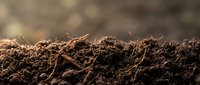 Rich dark soil with organic matter and small twigs ready for planting seeds or gardening projects with natural earth texture and farming potential.