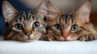 Two adorable tabby cats with bright blue eyes lying together on white fabric, looking directly at camera with curious expressions. Close-up portrait shows detailed fur patterns.