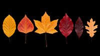 Seven colorful autumn leaves in red, orange, and yellow tones, isolated on transparent background, ready for T-shirt design, stickers, clipart, and print on demand.