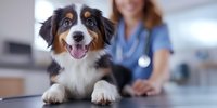 Happy Australian Shepherd puppy at veterinary clinic examination table with vet in background, regular health checkup for young dog, pet healthcare concept.