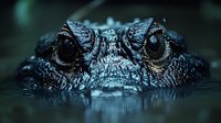 Close up view of alligator head emerging from dark water showing textured scales and intense eyes, creating dramatic wildlife atmosphere in natural habitat.