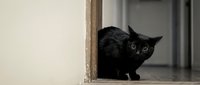 Black cat peeking cautiously around a door frame indoors, with wide alert eyes and a curious, watchful expression in soft natural light.