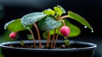 Young wintergreen plant with pink berries growing in pot, water droplets on dark green leaves against black background, macro nature photography.