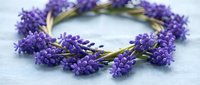 Fresh lavender flower crown wreath on white background. Natural purple blooms arranged in circular garland for wedding, spa, aromatherapy and botanical decor.