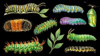 Colorful caterpillars and chrysalis collection isolated on transparent background, ready for stickers, t-shirt design, clipart, print on demand, and sublimation projects.