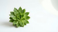 Green succulent plant with geometric rosette leaves on clean white background for home decor and gardening projects.