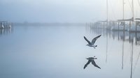Seagull flying over calm misty harbor with sailboat masts reflected in still water creating peaceful maritime morning scene.