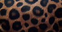 Close-up of leopard fur pattern showing distinctive dark rosettes on golden brown background, natural animal print texture for fashion and design projects.