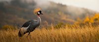 Elegant grey crowned crane standing in golden grassland during sunset with mountains in background, wildlife photography for nature and bird enthusiasts.