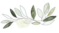 Minimalist watercolor olive branch with delicate green leaves and white outline on white background, botanical art element for wedding stationery and design.