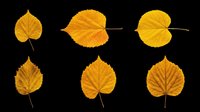 Autumn yellow and orange aspen leaves isolated on transparent background, ready for clipart, t-shirt design, stickers, sublimation and print-on-demand projects.