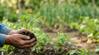Young seedling plant held in hands with soil in garden setting, representing growth, sustainability, and environmental care for agricultural and eco-friendly projects.