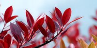 Vibrant red leaves on branch against soft blue sky background, creating striking seasonal contrast for nature and gardening designs.