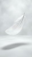 Single white feather floating gracefully against soft gray background with gentle shadow, symbolizing lightness, freedom and peaceful serenity.