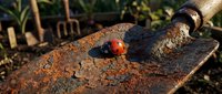 Ladybug resting on rusty garden tool with soil and plants in background, suitable for nature, gardening, and outdoor lifestyle content.