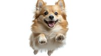 Happy Pomeranian dog jumping with paws up and tongue out on white background. Cute fluffy pet portrait isolated for design projects and marketing materials.