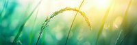 Single wheat ear bending in morning sunlight against blurred turquoise and yellow bokeh background, fresh spring nature macro photography.