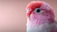 Pink lovebird parrot close-up portrait with soft pastel background. Adorable pet bird with fluffy feathers and bright eye for wildlife photography projects.