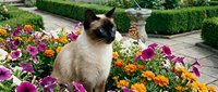 Siamese cat with dark points sitting among vibrant pink, orange and yellow flowers in a formal garden setting with hedges and stone pathway.