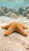 Orange starfish resting on sandy ocean floor with blurred coral reef background creating peaceful underwater marine ecosystem scene for nature and travel content.