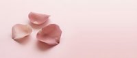 Delicate pink rose petals scattered on soft pink background creating romantic minimalist composition for wedding invitations and beauty products.