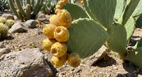 Ripe yellow prickly pear cactus fruits growing on green paddle-shaped stems in desert landscape with rocky ground for healthy eating and natural food concepts.