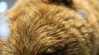 Close-up macro shot of golden brown animal fur texture showing detailed hair strands and natural patterns for backgrounds and design projects.
