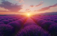 Vibrant purple lavender field at sunset with rows extending to horizon, golden sun setting behind mountains, pink clouds in sky.