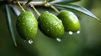 Fresh green olives with water drops hanging on branch against blurred natural background, macro photography showing texture and details.