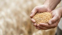 Farmer holding handful of golden soybean seeds in cupped hands over blurred crop field background, representing harvest, agriculture, and grain production.
