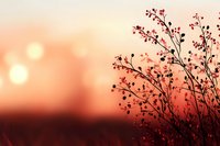 Delicate plant silhouette against dramatic sunset sky in coral and pink tones, creating moody nature atmosphere with soft bokeh light effects in background.