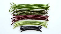 Colorful variety of fresh green beans in different colors arranged in rows on white background. Organic vegetables for healthy cooking and nutrition.