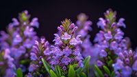 Purple wildflowers bloom in garden against dark background, delicate petals and green leaves create dreamy natural composition for floral design and nature photography.