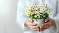 Fresh white daisies in small ceramic pot held gently in feminine hands against soft white background, creating serene and minimalist composition.