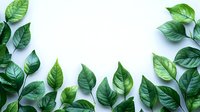 Fresh green leaves arranged in border frame on white background, natural botanical flat lay composition for organic design and eco-friendly concepts.