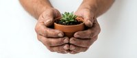 Male hands gently holding small terracotta pot with green succulent plant against white background. Concept of care, growth and gardening.