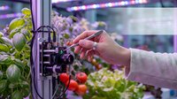 Person with light skin tone adjusting automated hydroponic growing system controls in modern vertical farm facility with LED grow lights and fresh produce plants.