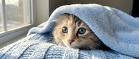 Adorable tabby kitten with blue eyes peeking out from under soft blue towel on cozy knitted blanket by window. Perfect for pet care and comfort themes.