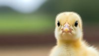 Adorable yellow baby chick with fluffy feathers looking directly at camera against blurred natural background for farm and agriculture concepts.