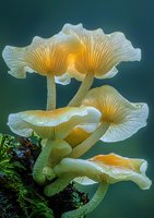 Luminous white mushrooms growing in forest, glowing with ethereal yellow light against dark green background. Delicate gills and stems create magical natural composition.