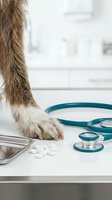 Dog paw near stethoscope and pills on veterinary examination table in bright clinic setting for pet healthcare and medical treatment concepts.