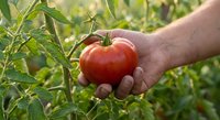 Farmer's hand gently holding fresh ripe red tomato in organic garden. Sustainable agriculture and homegrown vegetable harvest concept for healthy eating.