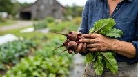 Farmer holding freshly harvested beets with soil-covered hands in vegetable garden field. Organic produce farming and sustainable agriculture concept.