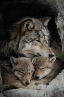 Gray wolf family resting in rocky den with adult and two cubs showing protective maternal behavior in natural wildlife habitat.